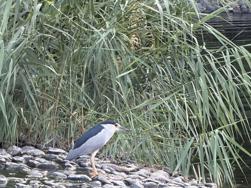 Black-crowned Night Heron