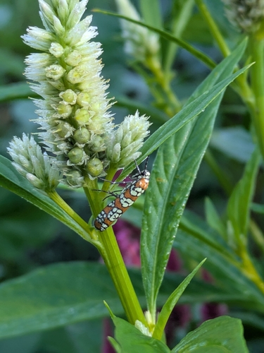 Ailanthus Webworm Moth
