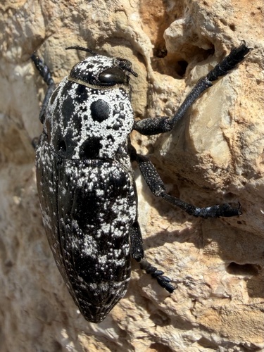 Capnodis cariosa