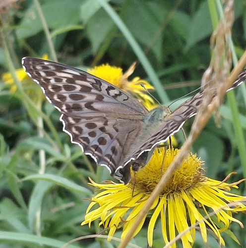 Silver-washed Fritillary