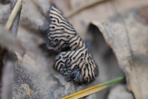 American Tar Spot