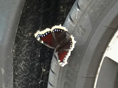 Mourning Cloak