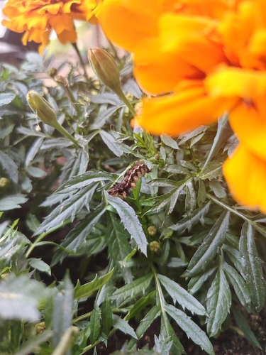 Knot Grass Moth
