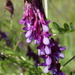 Vicia villosa varia - Photo (c) Len Mazur, όλα τα δικαιώματα διατηρούνται, uploaded by Len Mazur