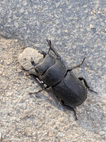 Lesser Stag Beetle