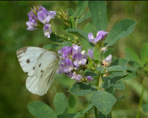 Green-veined White