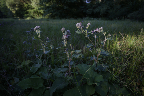 Woolly Burdock