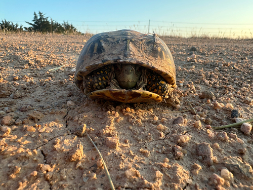 Ornate Box Turtle