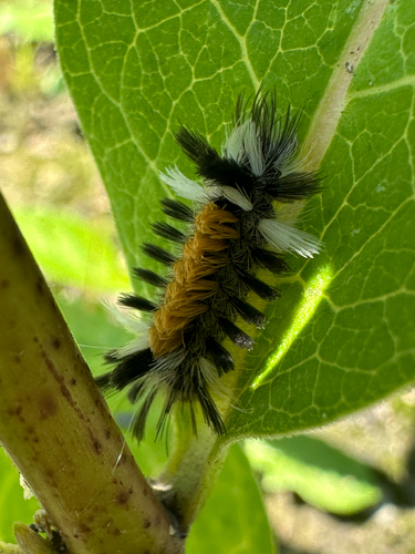 Milkweed Tussock Moth (Euchaetes egle)
