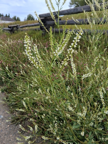 White Sweetclover
