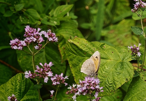 Meadow Brown