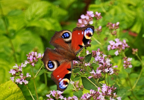 European Peacock Butterfly