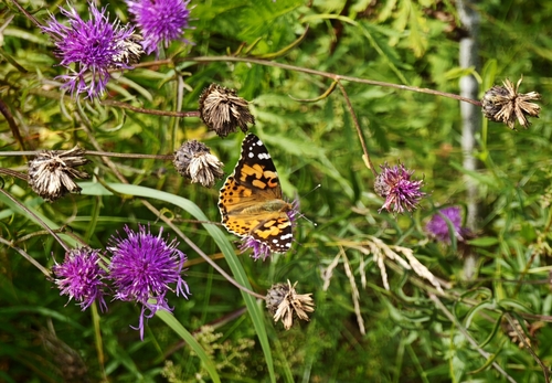 Painted Lady