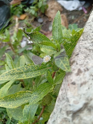 Tiny Grass Blue