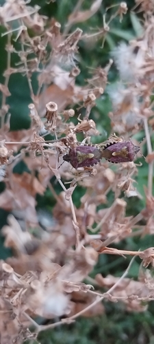 Sloe Bug