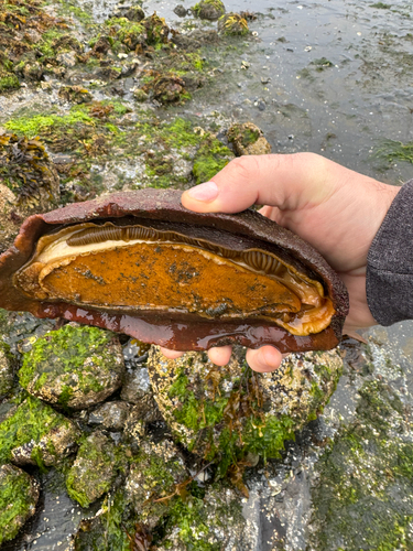 Gumboot Chiton