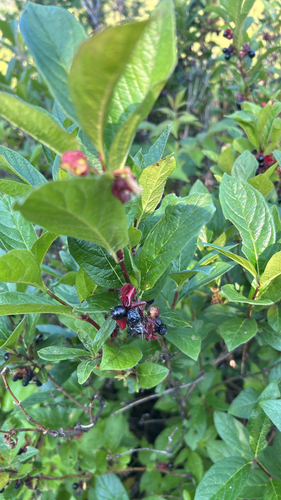 twinberry honeysuckle