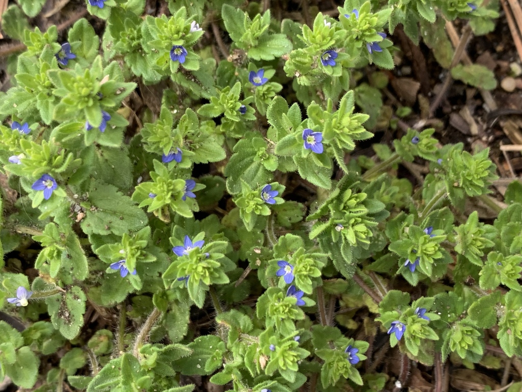 corn speedwell (Veronica arvensis) · iNaturalist