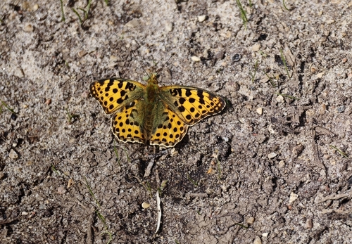 Queen of Spain Fritillary