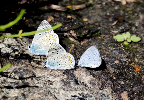 Common Blue