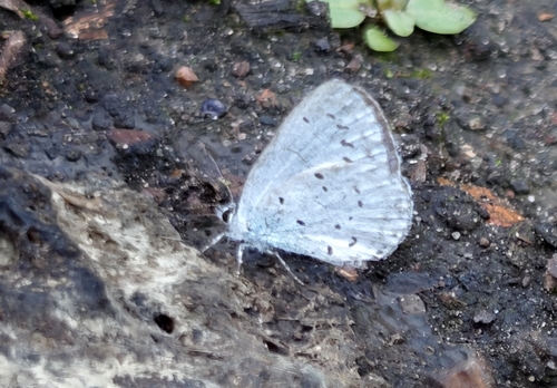 Holly Blue