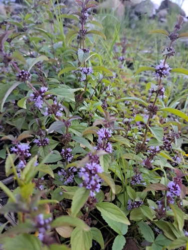 corn mint