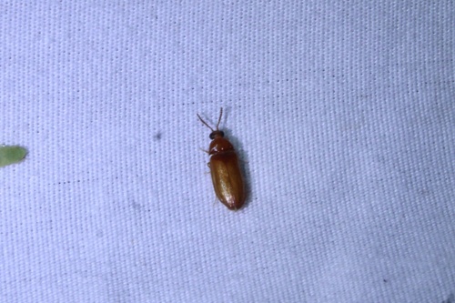 Texas Beetle