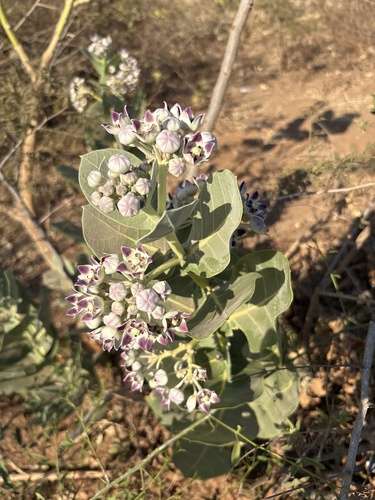 giant milkweed