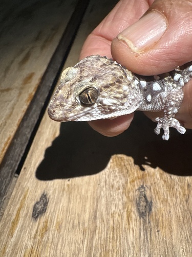 Fischer's Thick-toed Gecko