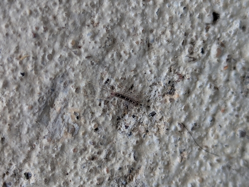 House Centipede