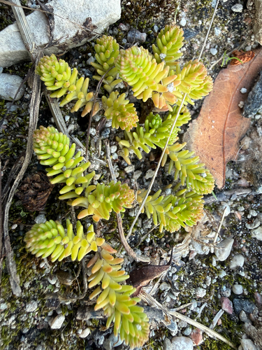 Tasteless Stonecrop