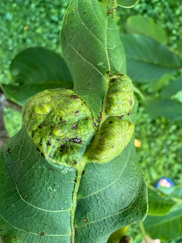 Walnut Blister Mite