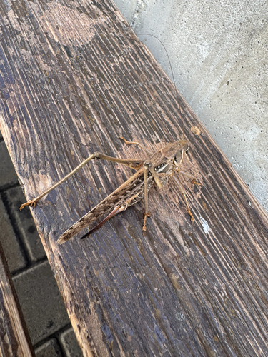 White-faced Bush-cricket