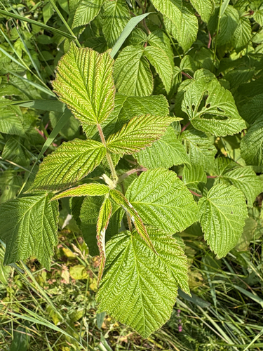red raspberry