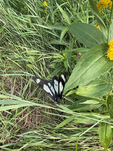 Police Car Moth
