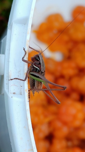 Bog Bush-cricket