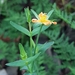 Small St John's Wort - Photo (c) Matthew Lincoln, all rights reserved, uploaded by Matthew Lincoln