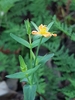Small St John's Wort - Photo (c) Matthew Lincoln, all rights reserved, uploaded by Matthew Lincoln