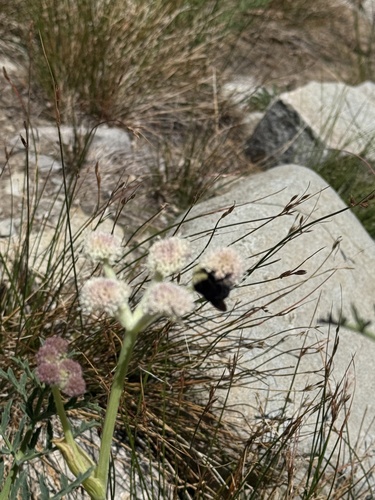 iNaturalist observation photo of Yellow-faced Bumble Bee