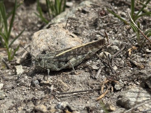 iNaturalist observation photo of Cratypedes