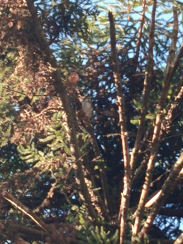 South American Great Horned Owl