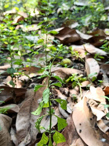 Licorice Weed