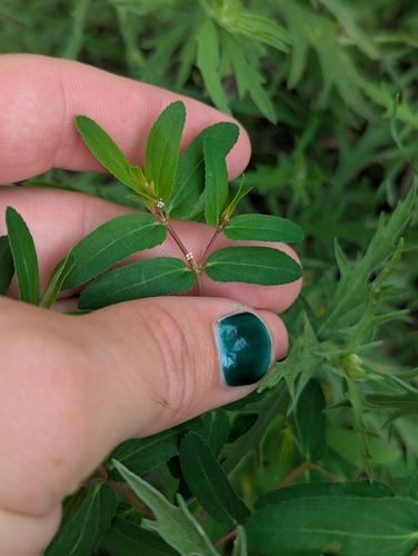 nodding spurge