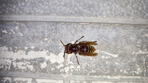 European Hornet