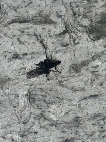 iNaturalist observation photo of Robber Flies