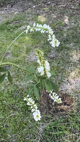 White Sweetclover