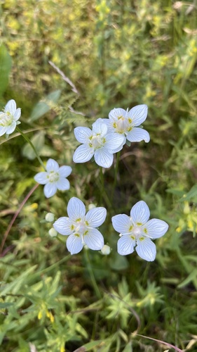 marsh grass-of-Parnassus