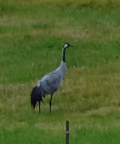 Common Crane