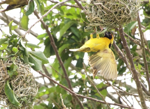 Village Weaver