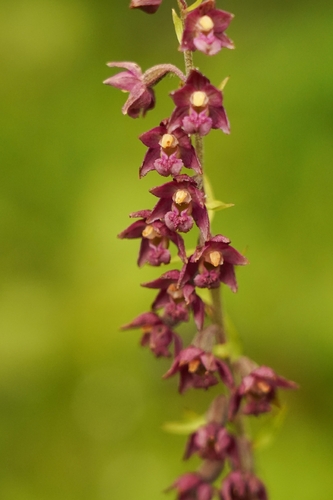 Dark-red Helleborine